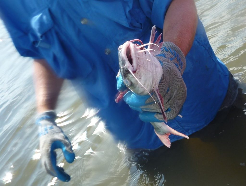 Hardhead Catfish (Arius felis) held by Dr. David Kimbro in Alligator Harbor, Florida.