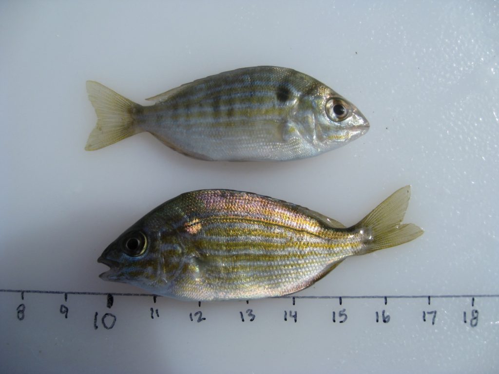 Pinfish (Lagodon rhomboides)