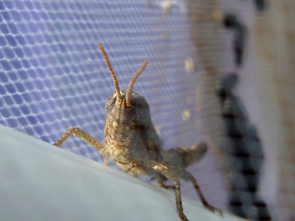 Grasshopper in salt marsh experiment cage at the FSU Coastal and Marine Lab.