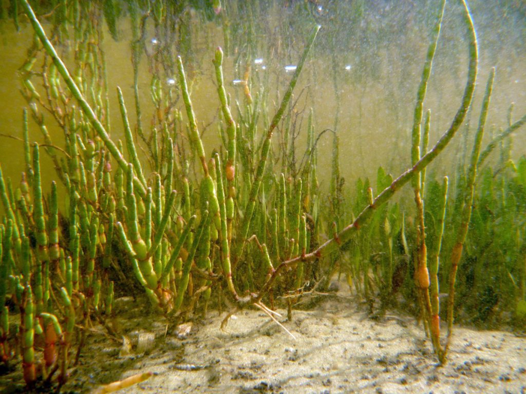 Salicornia underwater in a Saint Joseph Bay salt marsh.