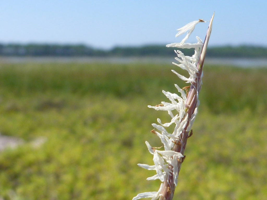 Marsh cordgrass (Spartina alterniflora) seeds.