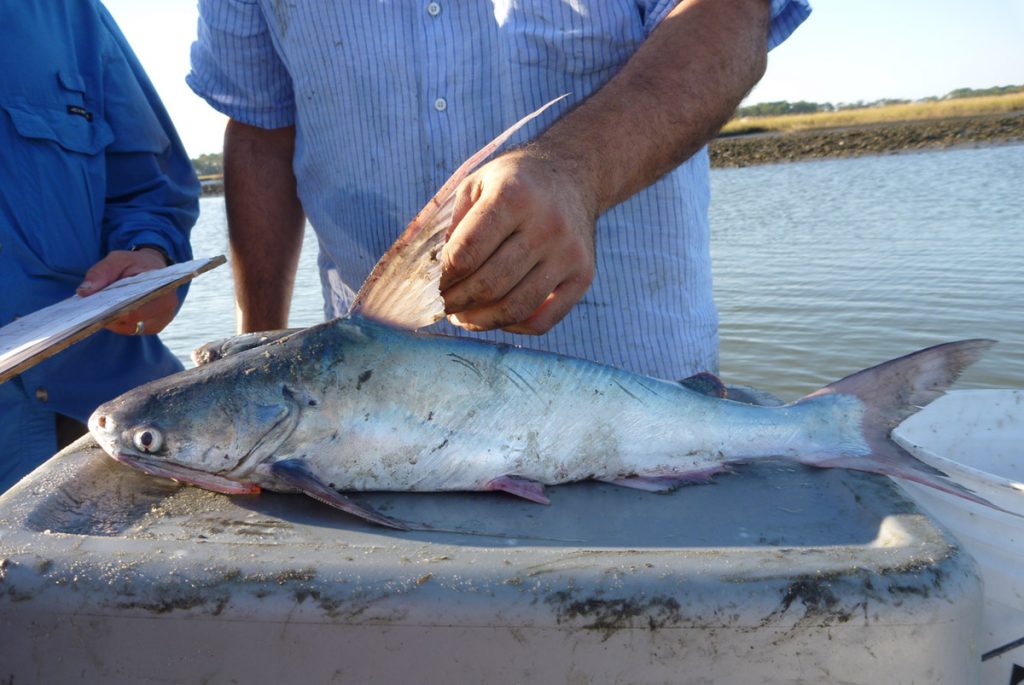 Sail Catfish (Bagre marinus) caught while sampling oyster reefs in Alligator Harbor, Florida.