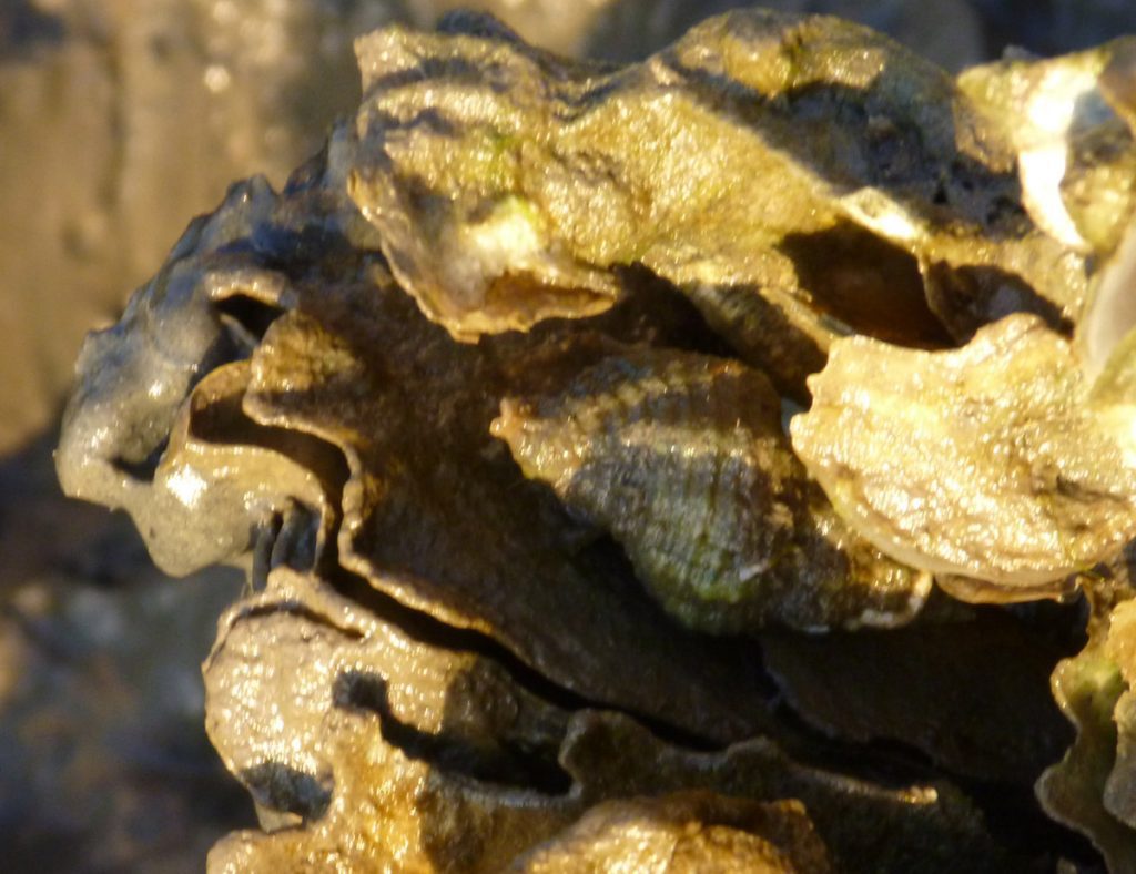 Atlantic Oyster Drill (Urosalpinx cinerea) on an oyster reef in the Matanzas NERR.