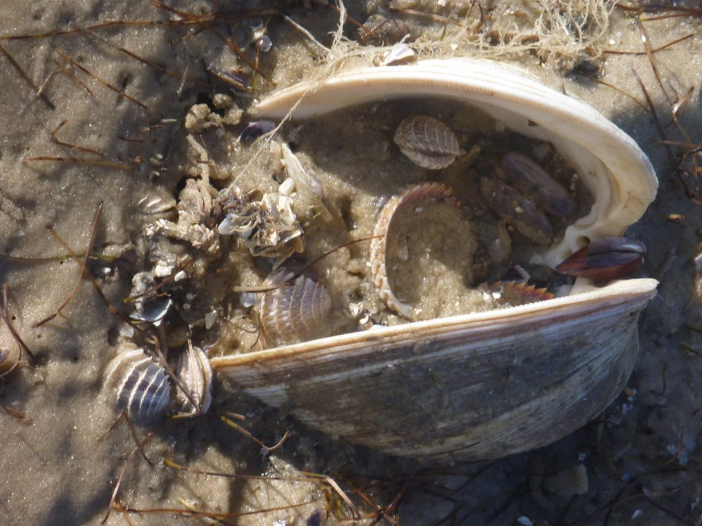 Several cross barred venus clams inside of a quahog shell.