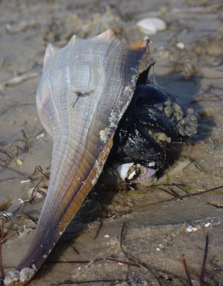 Predatory Snails, and Prey, of the Bay Mouth Bar Seagrass Beds The