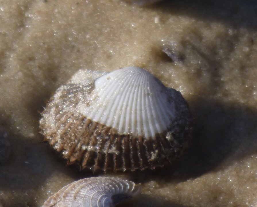 Ark clam (Andara sp.)