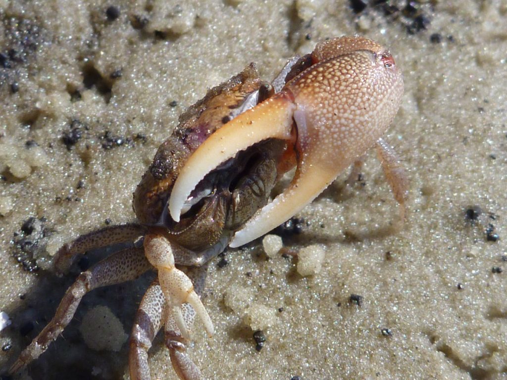 Fiddler crab in Saint Joseph Bay.
