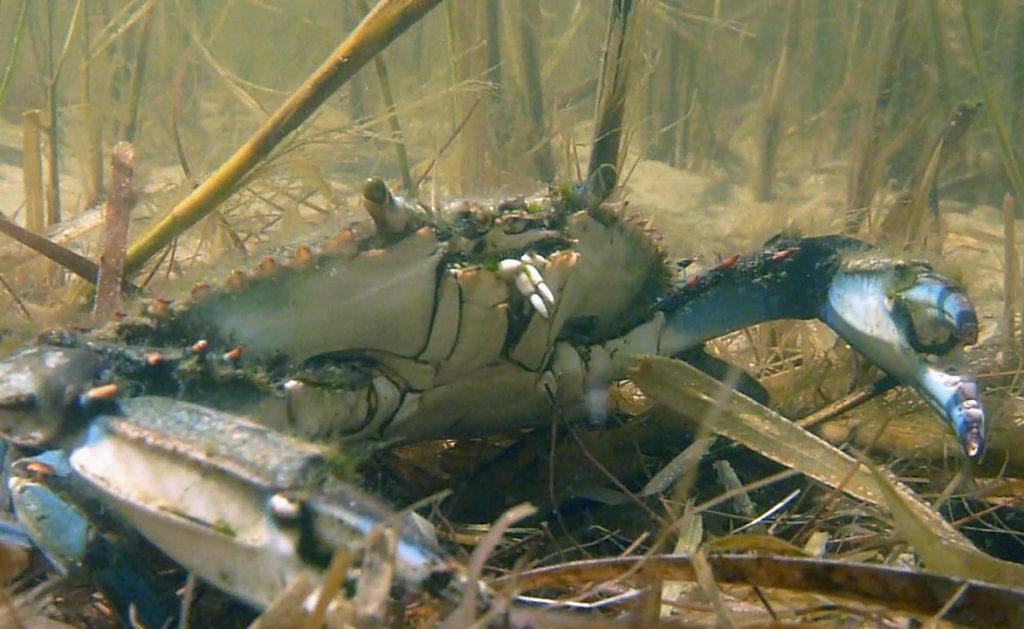 Blue crab (Callinectes sapidus) in a Saint Joseph Bay salt marsh.