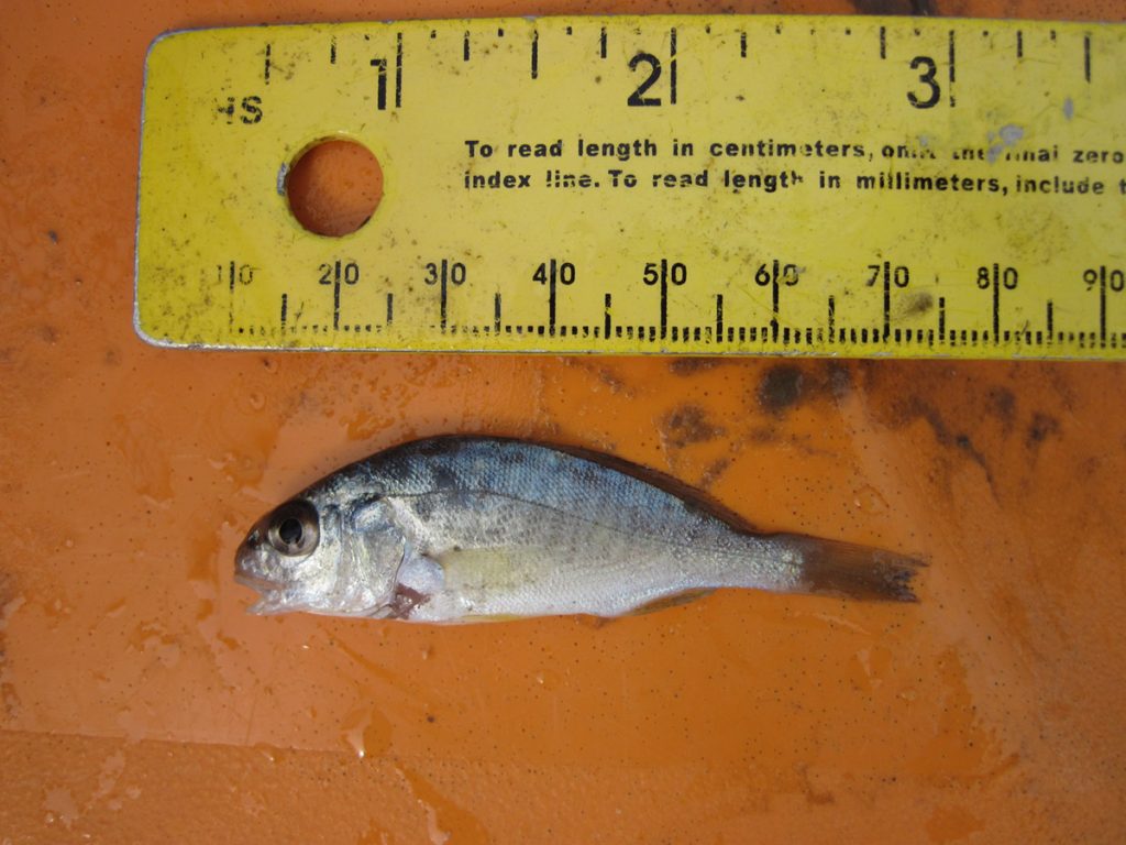 Silver Perch (Bairdiella chrysoura)