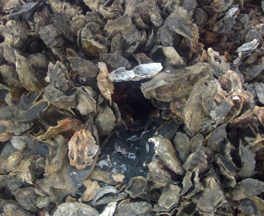 Stone crab burrow on an Alligator Harbor oyster reef.