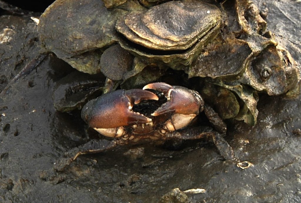 Stone Crab (Menippe mercenaria) in a Wakulla Beach oyster reef.