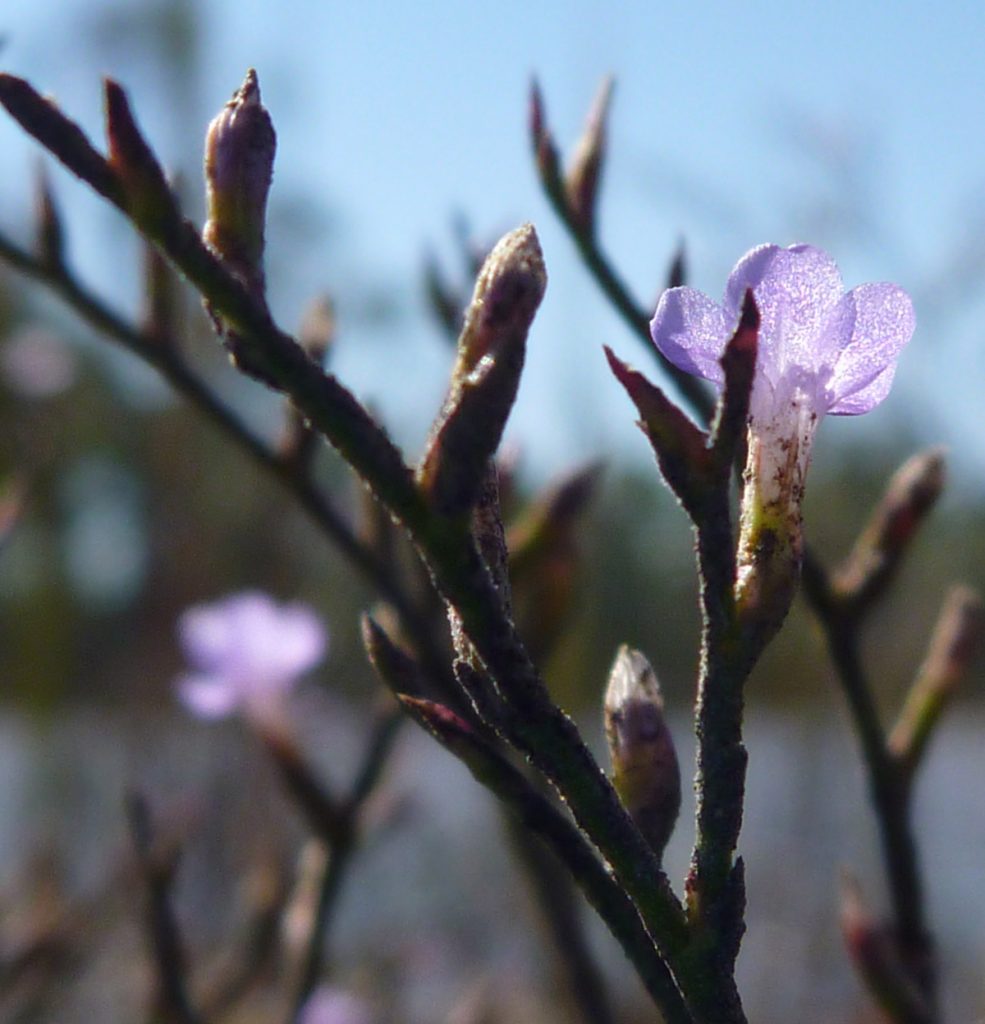 Carolina sea Lavender (Limonium carolinianum) flowers, Saint Joseph Bay State Buffer Preserve.