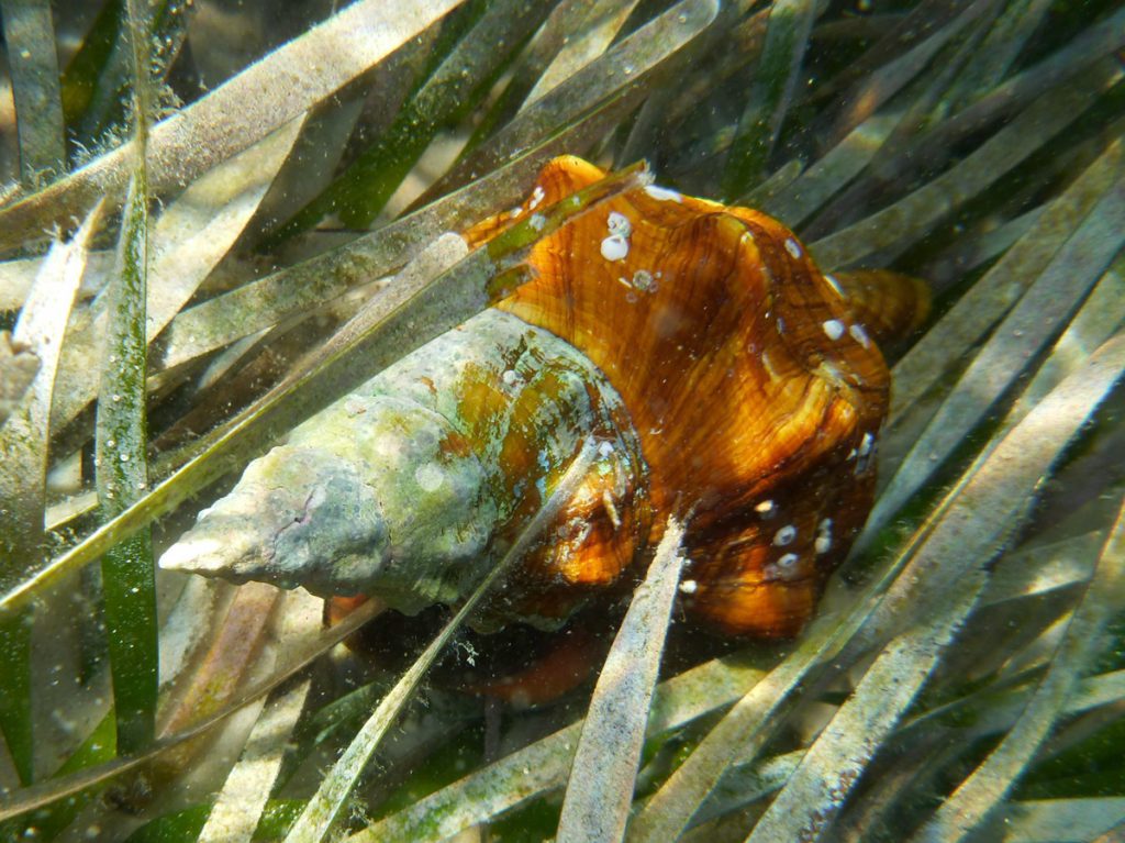 Horse Conch (Triplofusus giganteus) in Saint Joseph Bay.
