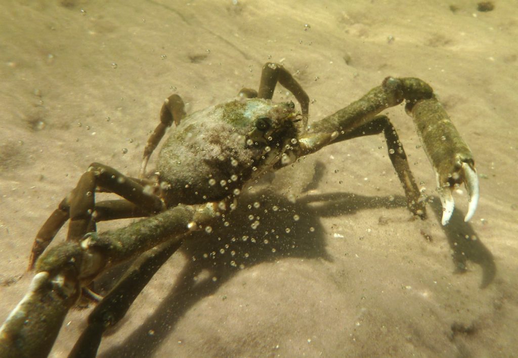 Spider crab in Saint Joseph Bay.