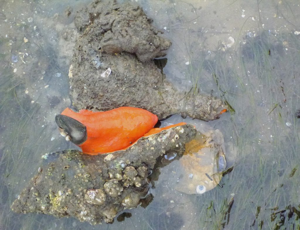 Horse conchs mating on Bay Mouth Bay, November 2013.