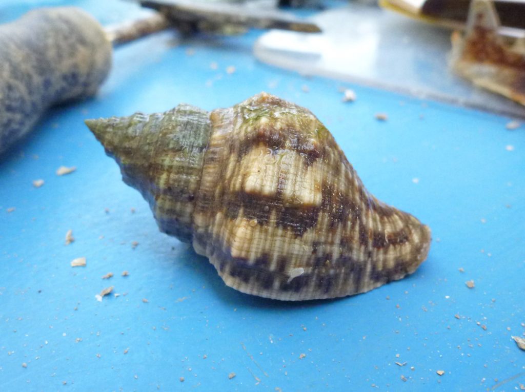 Southern oyster drill (Stramonita haemastoma) found on an Apalachicola Bay oyster reef.