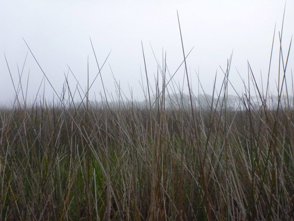 Needlerush on a foggy day in a Dickerson Bay salt marsh, as seen from Bottoms Road near Panacea.