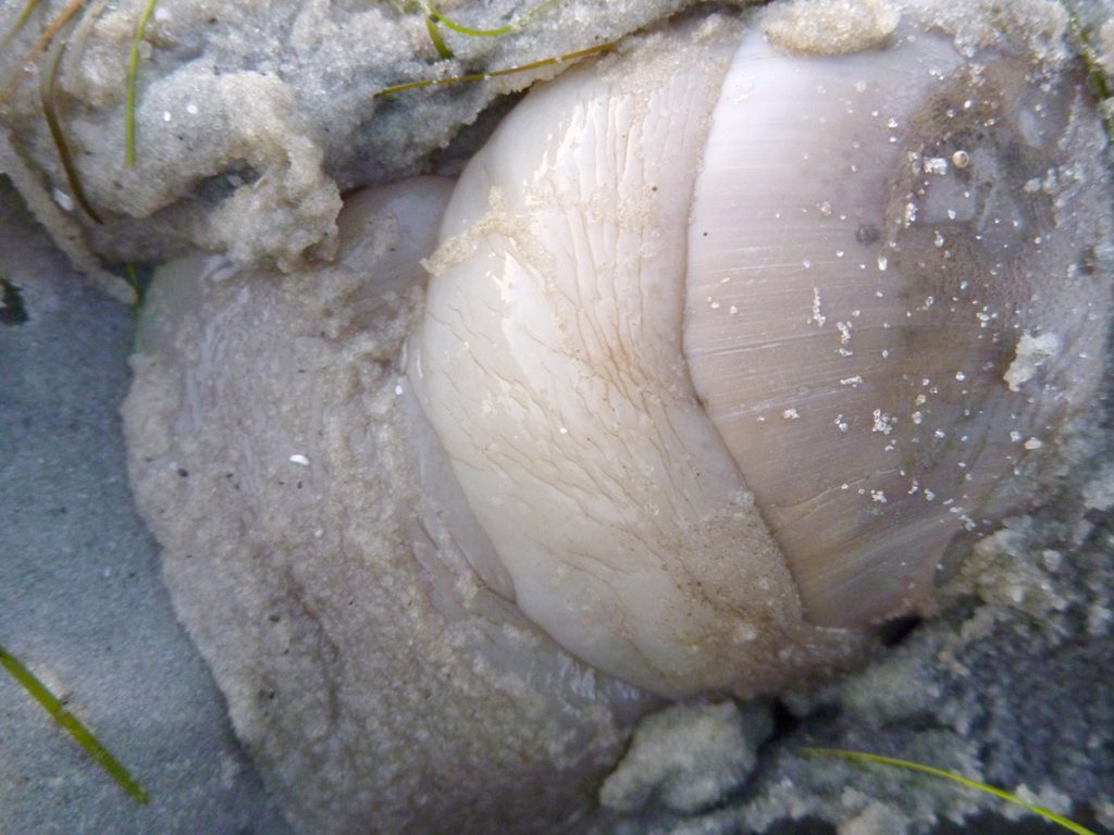 Atlantic moon snail feeding, its body extended out of its shell.