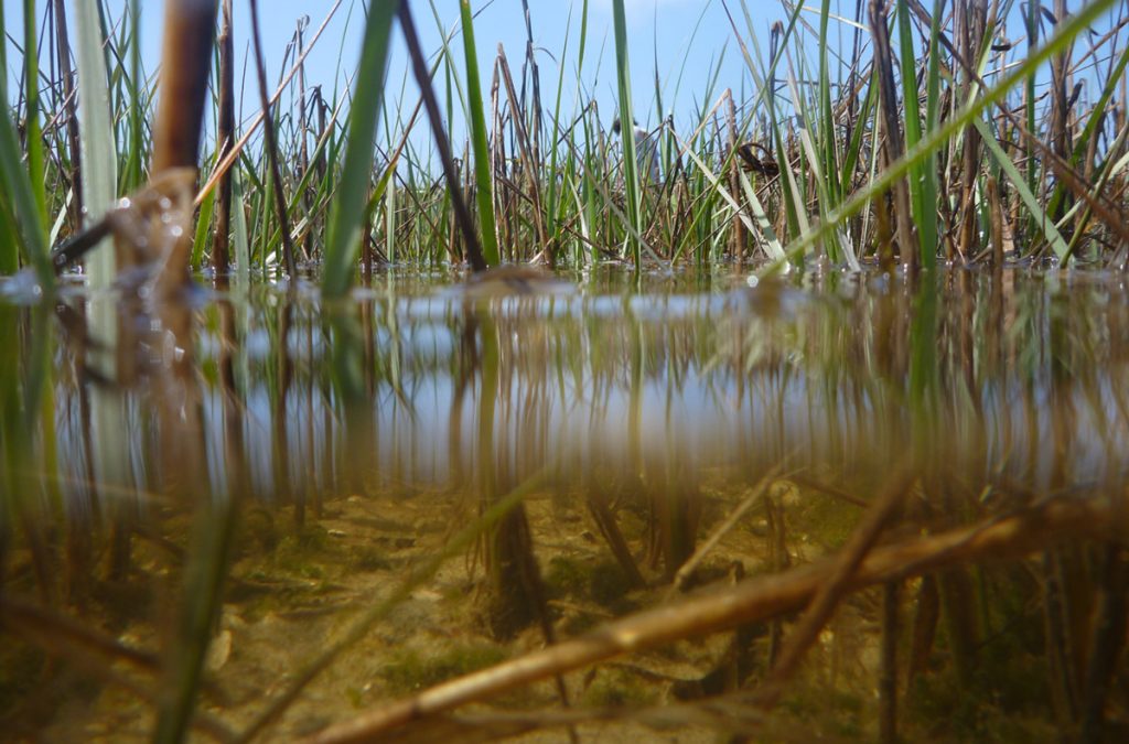 Half submerged marsh cordgrass in Saint Joseph Bay.