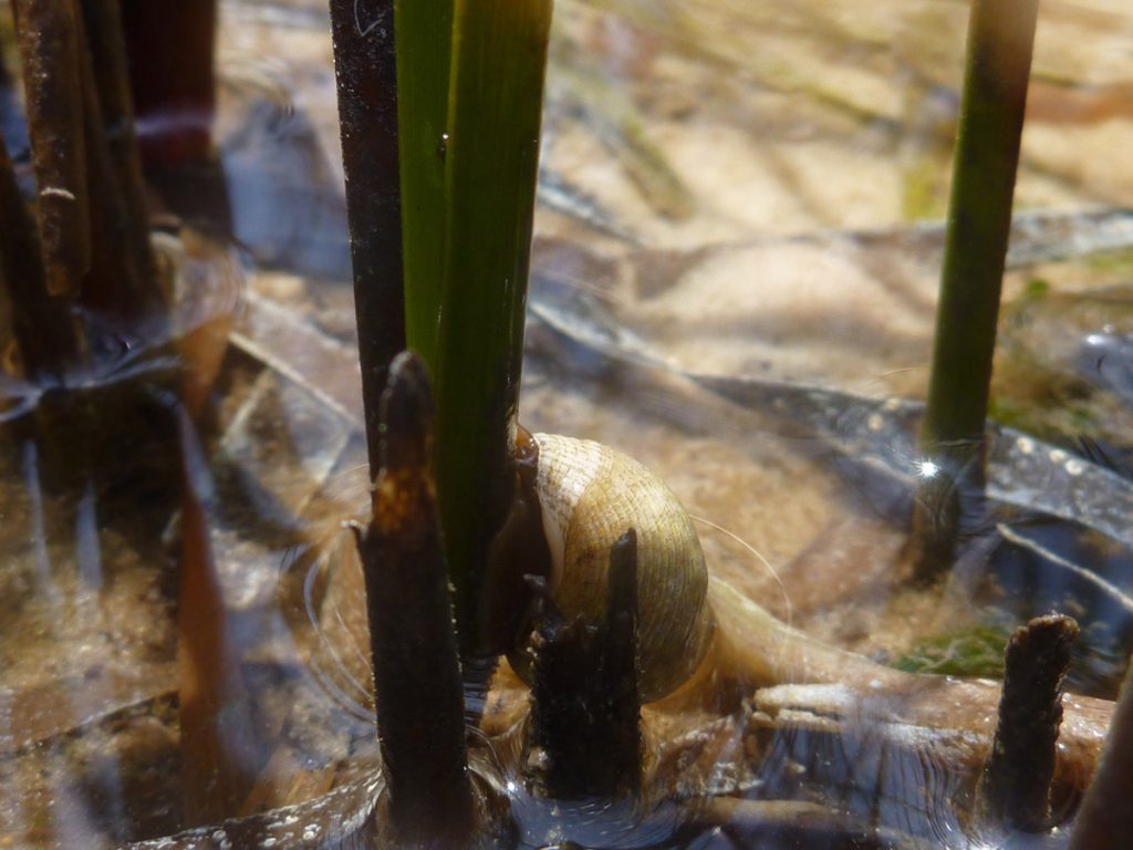 Marsh periwinkle at the base of a smooth cordgrass shoot.