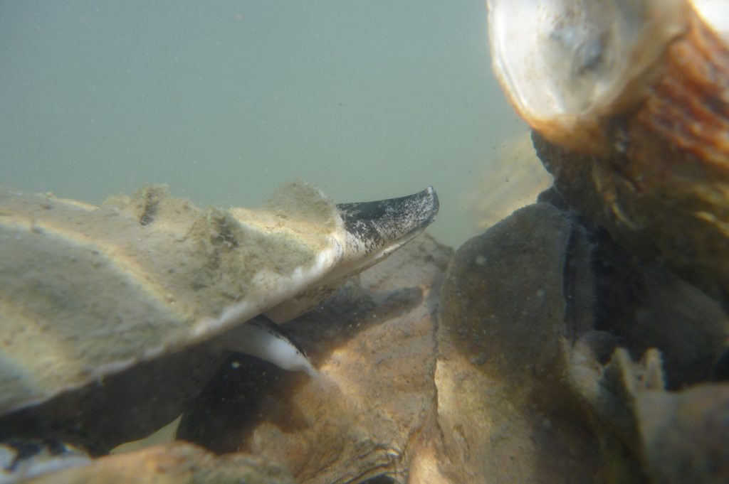Crown conch roams an oyster reef in the Matanzas Reserve near Saint Augustine.
