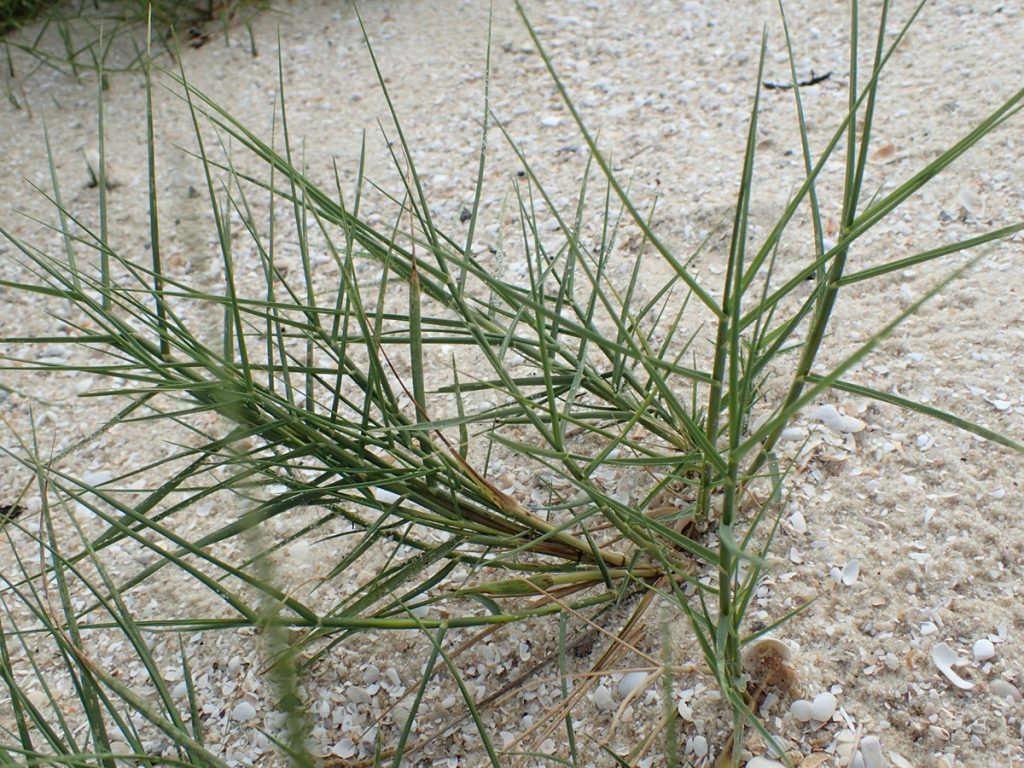 Spikegrass (Distichlis spicata) on Saint Vincent Island.