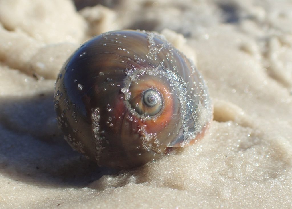Atlantic moon snail (Neverita duplicata), also known as shark eye, on a sand bar in Saint Teresa, Florida.