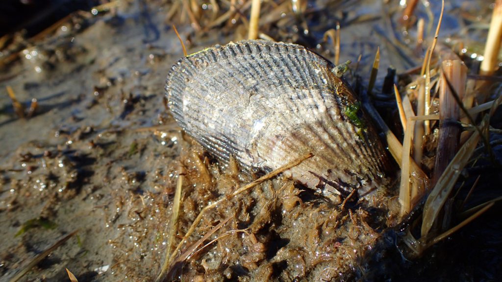 Ribbed mussel (Geukensia demissa) in a Massachussets salt marsh.