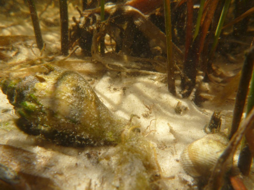 Crown conch (Melongena corona) pursues a marsh periwinkle (Littoraria irrotata) in a Saint Joseph Bay salt marsh. The periwinkle escaped by climbing a cordgrass shoot.