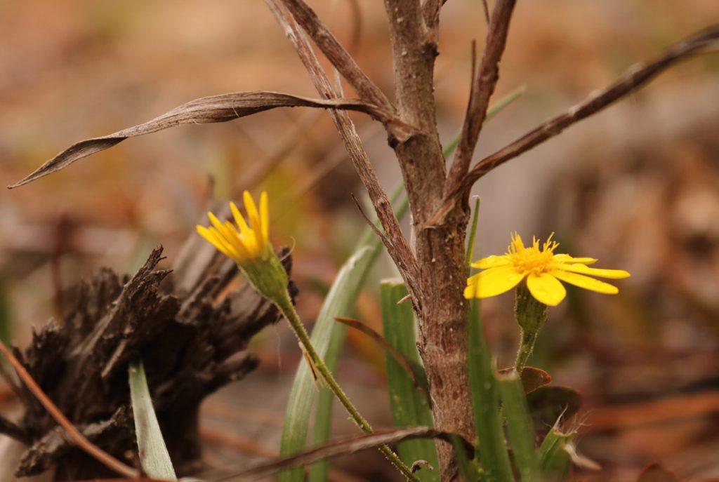 Pineland Silkgrass (Pityopsis aspera), little yellow flowers.