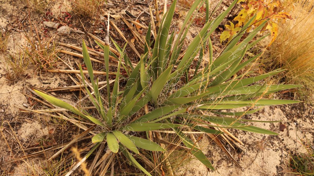 Common yucca (Yucca filementosa) in a restored sandhill habitat.