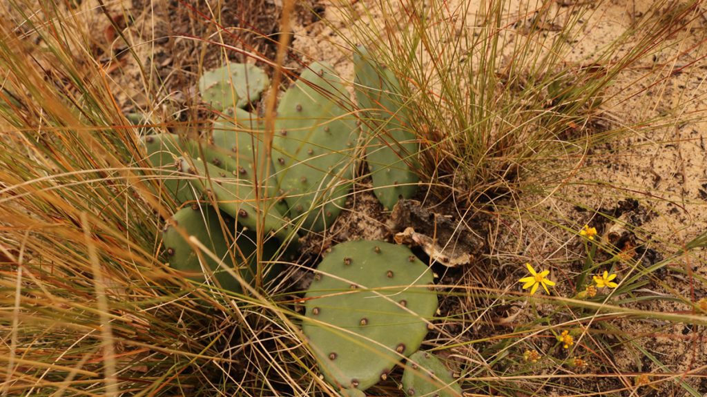 Prickly pear and pineland silkgrass (the yellow flowers) grow among clusters of wiregrass.