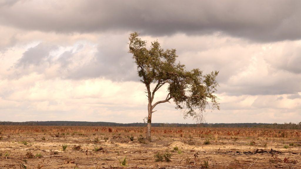 A lone tree in a cleared field in Torreya State Park.