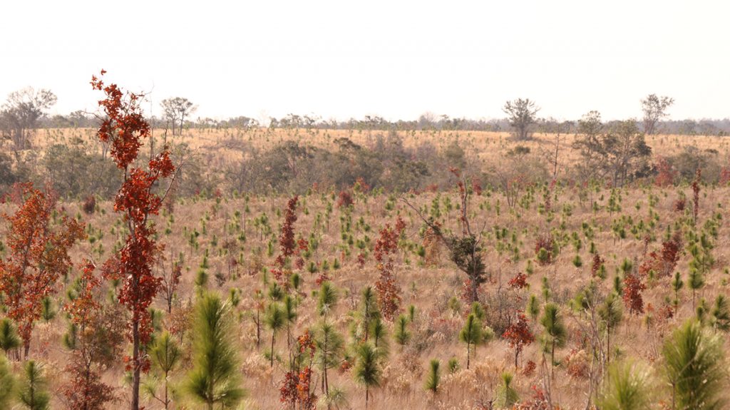 Hundreds of young longleaf pine grow in fields of wiregrass and broom sedge.