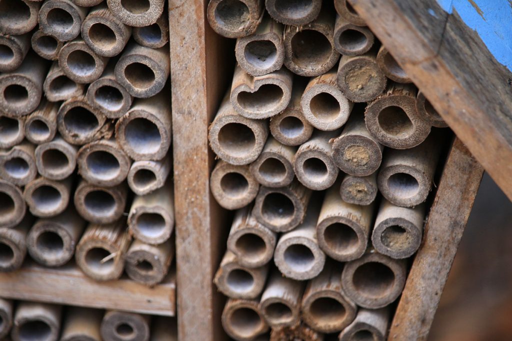Bee house tubes blocked off with mud, likely mason wasp nests.