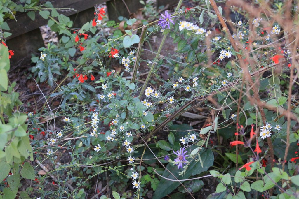 A patch of yard with multiple flowers, including rice button aster (the white flowers), Georgia aster (the purple flowers), and red sage.