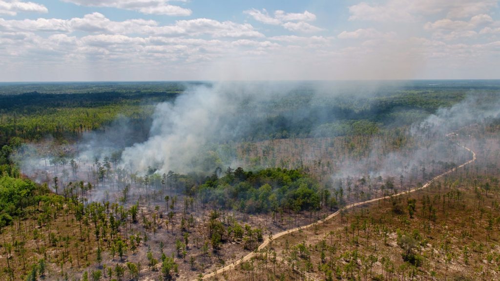 Prescribed burn in the Apalachicola National Forest.  Photo courtesy PBS Nature.