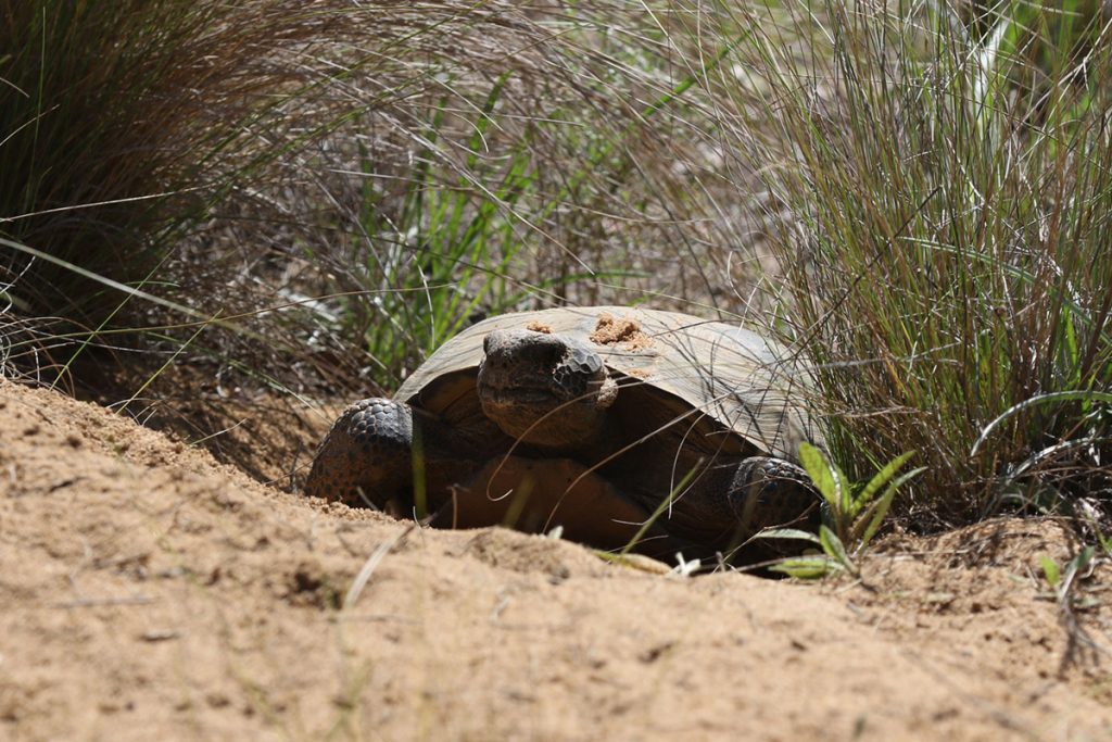 Gopher tortoise at the Nature Conservancy's Apalachicola Bluffs and Ravines Preserve.  Photo courtesy PBS Nature.