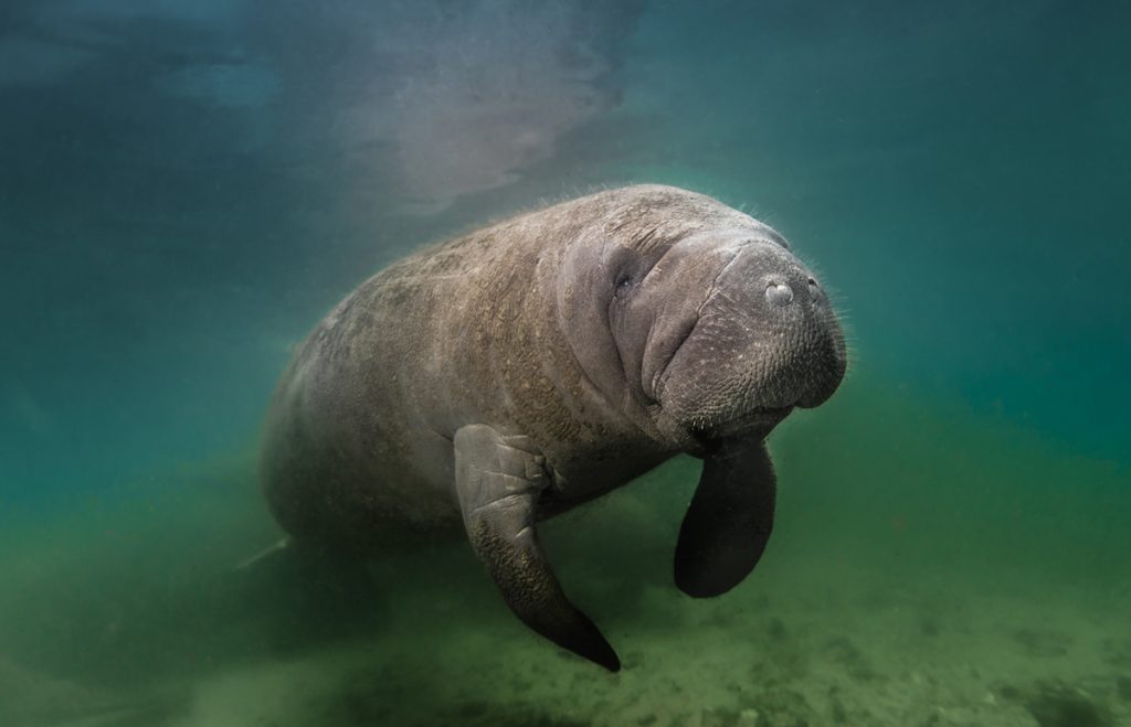 Manatee in the Silver River.  Courtesy PBS Nature.
