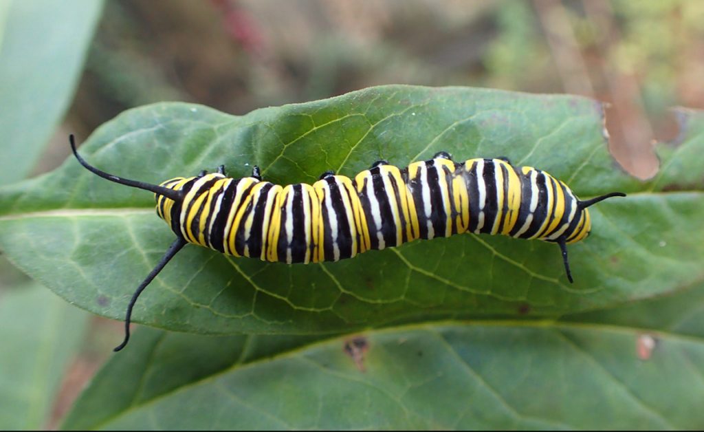 Monarch caterpillar on milkweed leaf.