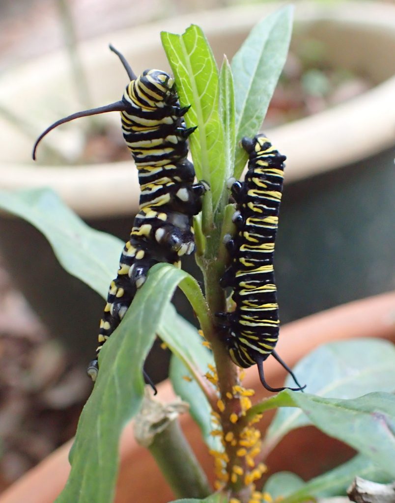 Monarch caterpillars on milkweed with milkweed aphids.