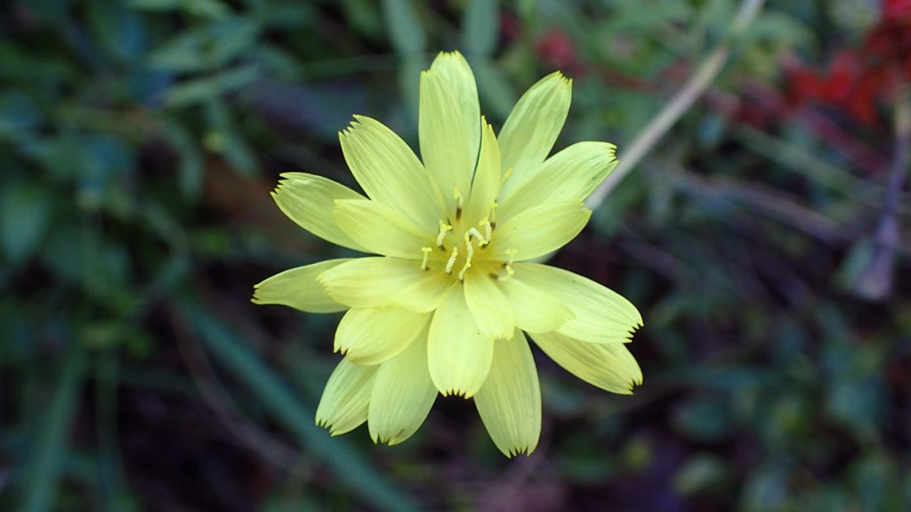 Likely Carolina desert chicory, the flower of which closely resembles false dandelion.