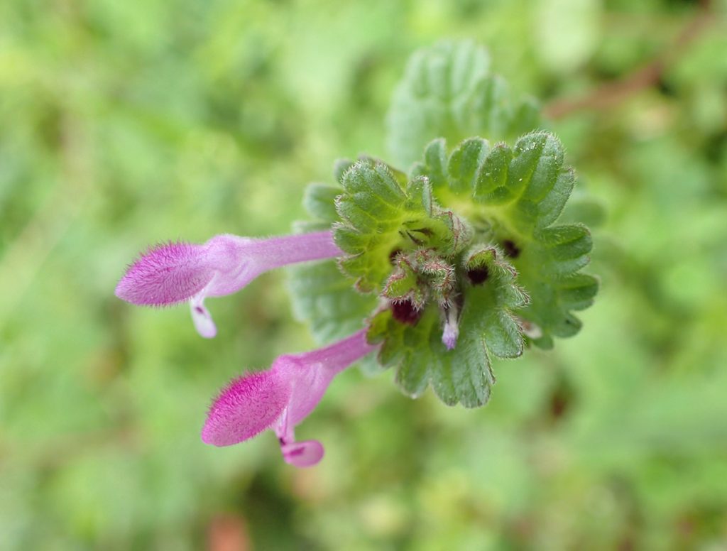 Henbit deadnettle- small pink flowers radiating out from a crown of leaves.