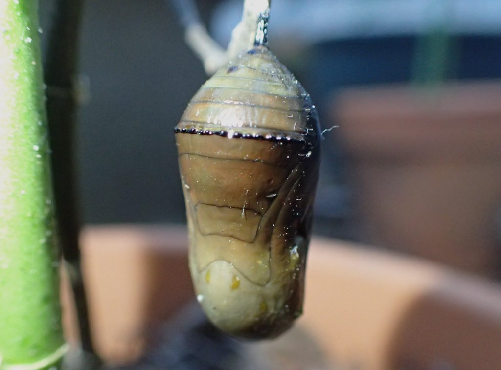 Dead monarch chrysalis in shades of brown and dull green.