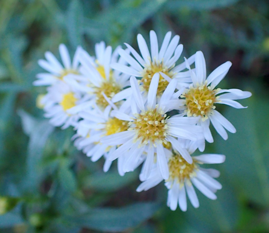 Rice button aster (Symphyotrichum dumosum), a cluster of small white flowers.