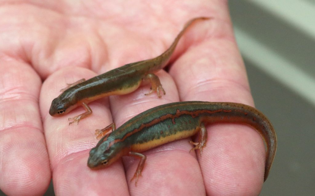 Adult striped newts released in March, 2020.  The female, bottom, is plump and full of eggs.  She has a pronounced reddish orange stripe.  The male, top, is smaller.  