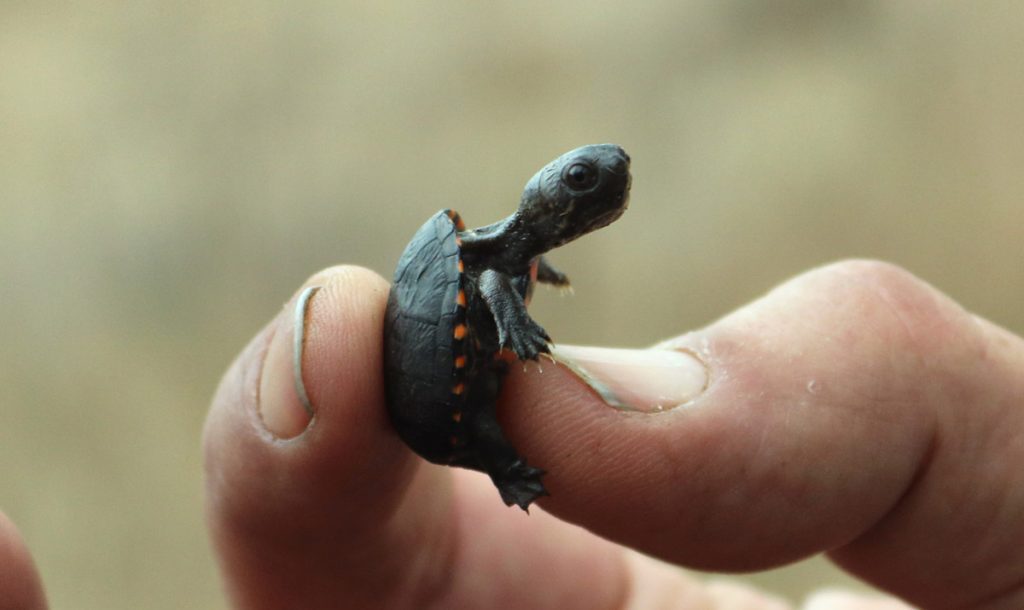 The cutest mud turtle hatchling in the whole world.