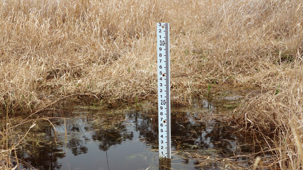 Rain gauge in striped newt repatriation pond, showing a water level of less than an inch.