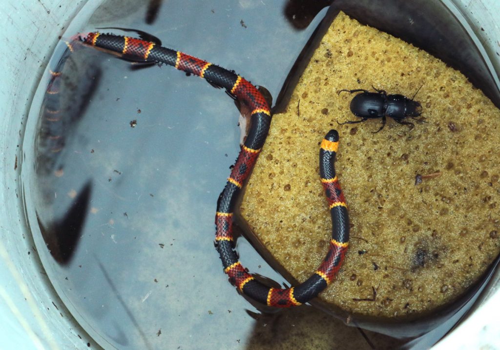 Eastern coral snake in drift fence trap with warrior beetle.