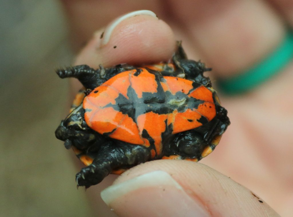 The bright orange plastron of an eastern mud turtle hatchling.